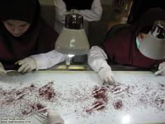 شغل زنان مسلمان - زن مسلمان در یک کارخانه  تولید زعفران