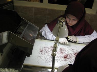 Iranian women on the production of Saffron