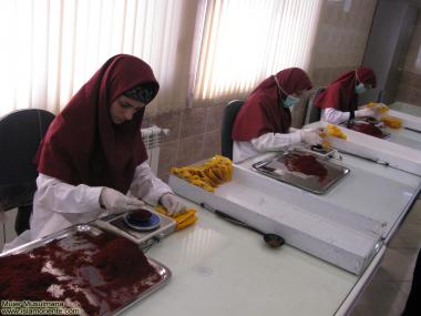 شغل زنان مسلمان - زن مسلمان مشغول به کار تولید زعفران 