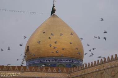 Cúpula do Santuário do Imam Ali (AS) e os pássaros que a rodeiam  